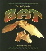 Cover image of The life cycle of a bat