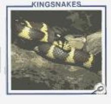 Cover image of Kingsnakes