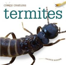 Cover image of Termites