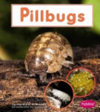 Cover image of Pillbugs