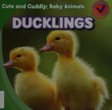 Cover image of Ducklings