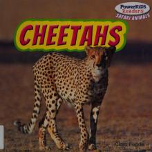 Cover image of Cheetahs