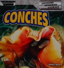 Cover image of Conches