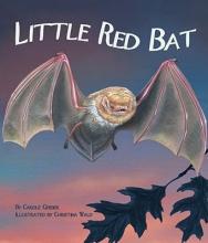 Cover image of Little red bat