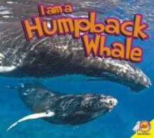 Cover image of Humpback whale