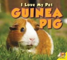 Cover image of Guinea pig