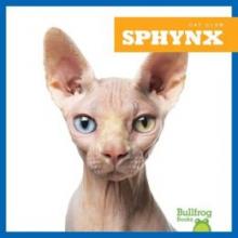 Cover image of Sphynx
