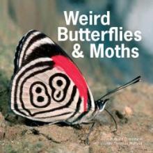 Cover image of Weird butterflies & moths