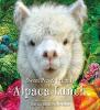 Cover image of Alpaca lunch