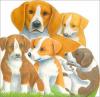 Cover image of Playful puppies