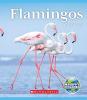 Cover image of Flamingos