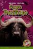 Cover image of Cape buffalo