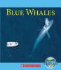 Cover image of Blue whales