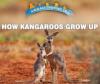 Cover image of How kangaroos grow up