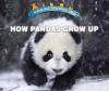 Cover image of How pandas grow up