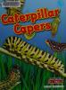 Cover image of Caterpillar capers
