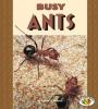 Cover image of Busy ants