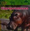Cover image of Hippopotamuses