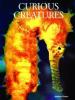 Cover image of Curious creatures