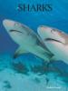 Cover image of Sharks