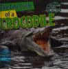 Cover image of The life cycle of a crocodile