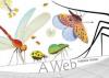 Cover image of A web