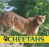Cover image of Cheetahs