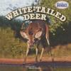 Cover image of White-tailed deer