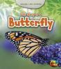 Cover image of Life story of a butterfly