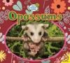 Cover image of Opossums