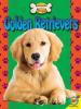 Cover image of Golden retrievers