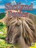 Cover image of Shetland ponies