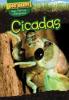 Cover image of Cicadas