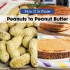 Cover image of Peanuts to peanut butter