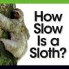Cover image of How slow is a sloth?