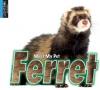 Cover image of Ferret