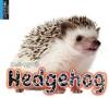 Cover image of Hedgehog