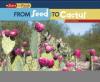 Cover image of From seed to cactus