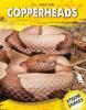 Cover image of Copperheads