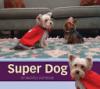 Cover image of Super dog