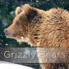 Cover image of Grizzly bears
