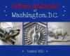Cover image of Urban animals of Washington D.C.