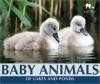 Cover image of Baby animals of lakes and ponds