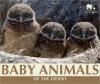 Cover image of Baby animals of the desert