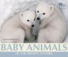 Cover image of Baby animals of the frozen tundra