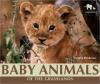 Cover image of Baby animals of the grasslands
