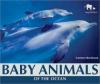 Cover image of Baby animals of the ocean