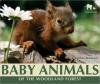Cover image of Baby animals of the woodland forest