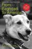 Cover image of From Baghdad to America