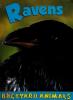 Cover image of Ravens